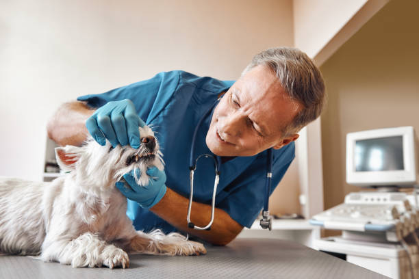 Best Emergency Wisdom Teeth Removal in Oak Ridge, NC